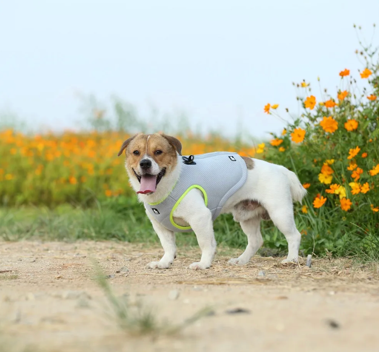 Lightweight Pet Cooling Vest for Summer for Dogs