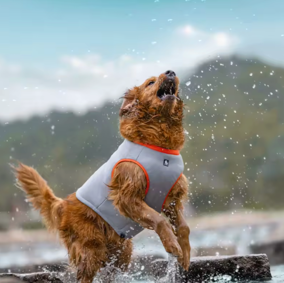 Lightweight Pet Cooling Vest for Summer for Dogs